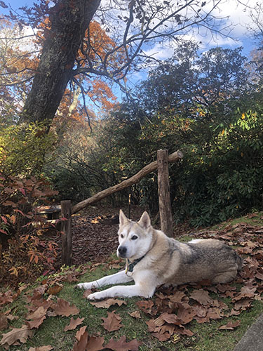 Granger relaxing on the Oak Street Inn grounds